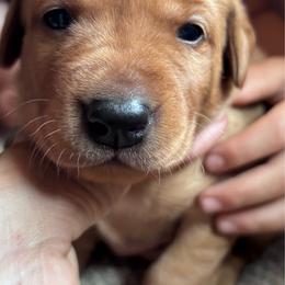 (Green) Journey - Yellow female Labrador Retriever puppy in Brantwood, Wisconsin from Ritchie Road Labradors