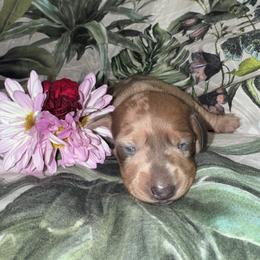 AKC Flower - Dapple female Dachshund puppy in Knoxville, Tennessee from Thea's Puppies