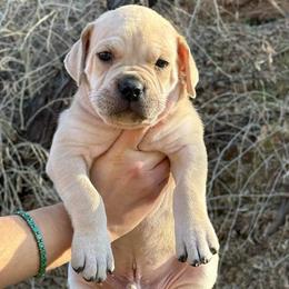 Rudolph - Fawn male Cane Corso puppy in Utah from 3Lake Kennelz