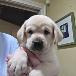Yellow female - Yellow female Labrador Retriever puppy in Andrews, South Carolina from Leyland Cypress Retrievers