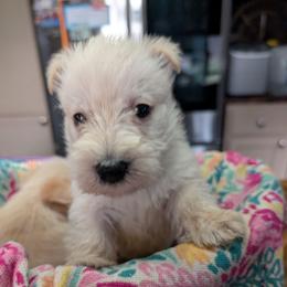 Baby girl 1 - Wheaten female Scottish Terrier puppy in Oak Harbor, Ohio from Scotland Yard Kennels
