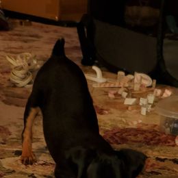 Miniature Pinscher Puppies from Meek's Min Pins