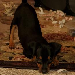 Miniature Pinscher Puppies from Meek's Min Pins