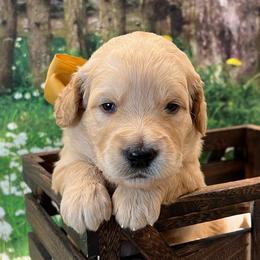 Gemma - Cream female Goldendoodle puppy in The Woodlands, Texas from Gracie's Goldendoodles and Bernedoodles