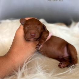 Waffle - Red  male Goldendoodle puppy in Las Vegas, Nevada from Dose of Doodles