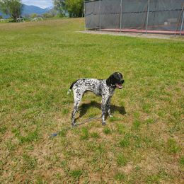 GW - German Shorthaired Pointer