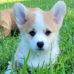 Rory - Red male Pembroke Welsh Corgi puppy in Sparta, Tennessee from Poso Creek Corgis