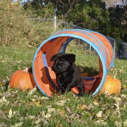 Labrador Retriever Puppies from Dunn’s Marsh Labradors