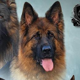 Zambia - German Shepherd
