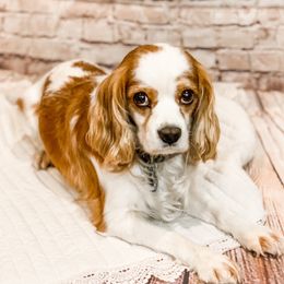 Whistler - Cavalier King Charles Spaniel