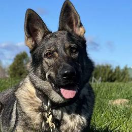 German Shepherds from Wertvoll German Shepherds