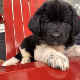 Newfoundland Puppies from Sugar Paws Newfoundlands