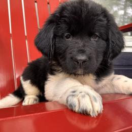 Newfoundland Puppies from Sugar Paws Newfoundlands