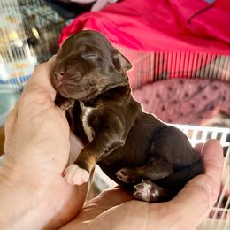 Luci - Red tri-color female Aussiedoodle puppy in Burkesville, Kentucky from Bline’s Awesome Aussies & Doxies at the Bline Family Farm
