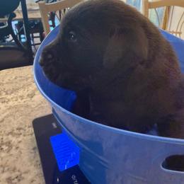 Chocolate girl 1 - Chocolate female Labrador Retriever puppy in Elkmont, Alabama from Sleepy Hound Farm
