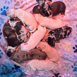 Aussiedoodle Puppies from Royal Paw Aussiedoodles
