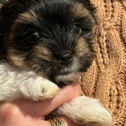 Biewer Terrier Puppies from Little Gems Biewer Terriers