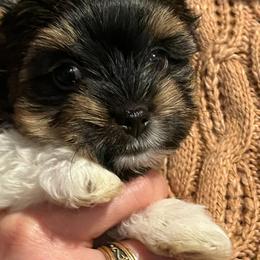 Biewer Terrier Puppies from Little Gems Biewer Terriers
