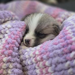Pembroke Welsh Corgi Puppies from Salted Rim Corgis