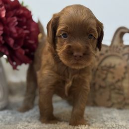 Muffin - Caramel male Australian Labradoodle puppy in Fremont, New Hampshire from Birchwood Labradoodles
