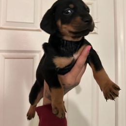 Chihuahua and Dachshund Puppies from Wienie_gang