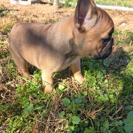 Girl 3 - Fawn female French Bulldog puppy in Crane, Missouri from James River French Bulldogs