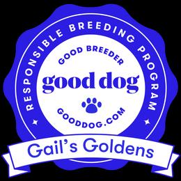 Golden Retriever Puppies from Gail’s Goldens
