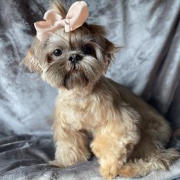 Lady Autumn- Guardian Home Opportunity - Sable female Shih Tzu puppy in Xenia, Ohio from Crown & Tress Shih Tzu