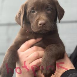 Labrador Retriever Puppies from jamies labradors