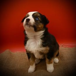 Lorena - Black tri female Miniature American Shepherd puppy in Valley Springs, California from Raindance Ranch