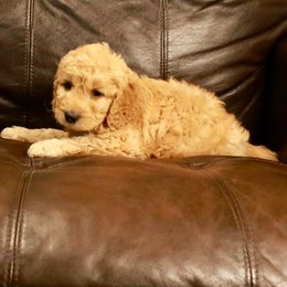 Goldendoodle Puppies from 307 Mini Goldendoodle