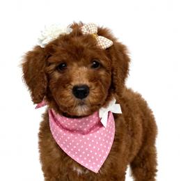 LOTTI PRICE REDUCED by 800 - Red  female Goldendoodle puppy in Independence, Oregon from ANKENY DOODLES