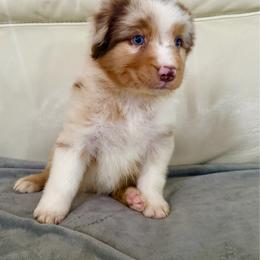 Isaac - Red merle male Australian Shepherd puppy in Ohio from Fetchington Run Australian Shepherds