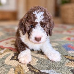Fox - Parti male Goldendoodle puppy in Pollock Pines, California from Penny Lane’s Doodles