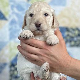 Magnolia - Cream female Goldendoodle puppy in Kansas City, Missouri from Beary GoldenDoodles