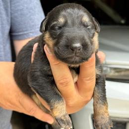 Reese's - Black and tan female German Shepherd puppy in Barnhart, Missouri from Combat Creek German Shepherds