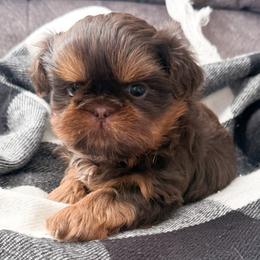 Shih Tzu Puppies from Anna’s Farmhouse Shihtzus