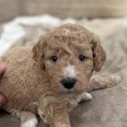 Pippy - Parti female Goldendoodle puppy in Sarasota, Florida from Doodle Lovin