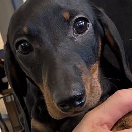 Bliss - Black and tan female Dachshund puppy in Toledo, Ohio from Baldox Dachshunds