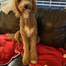 Goldendoodle and Labradoodle All Grown Up from Brock Farm Doodles, LLC