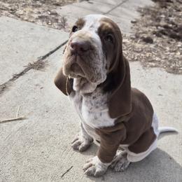 Bracco Italiano and Chihuahua Puppies from Snow Peak Kennel