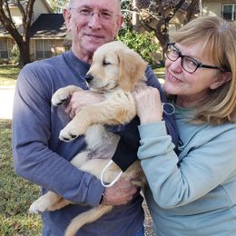 Golden Retriever Puppies from Sims Golden Retrievers