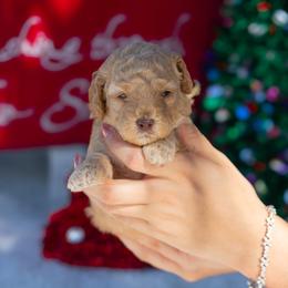 Duke - Apricot male Poodle puppy in Fort Myers, Florida from Blossom Paws