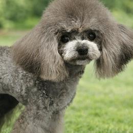 Biewer Terriers, Maltese, Maltipoos, Poodles, and Yorkshire Terriers from Yorkie & Maltese Royalty