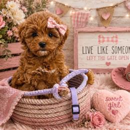 Gracie - Red  female Goldendoodle puppy in Stockton, Utah from Mustanghills Doodles and Poodles