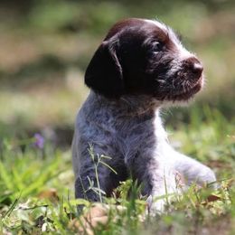 German Wirehaired Pointer Puppies from Afterhours German Wirehaired Pointers