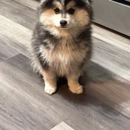 White - Pomsky puppy from Southwood Pomskies