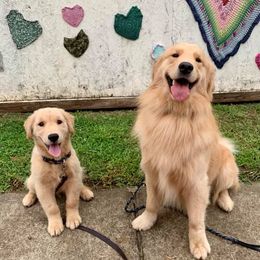 Golden Retrievers from Emerson Retrievers