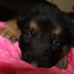 German Shepherd Puppies from Rain's Legacy German Shepherds