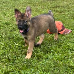 Purple collar female - Sable female German Shepherd puppy in Ann Arbor, Michigan from Von Der Havier German Shepherds